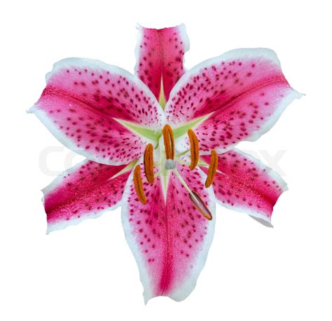 Pink Lily Flowers Stock Image Colourbox