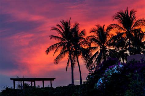 Palm Sunset Photograph By Mike Centioli Fine Art America