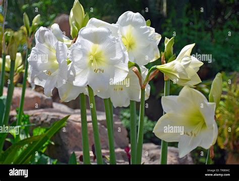 Giant White Amaryllis Stock Photo Alamy