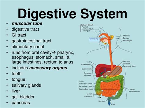 Overview Of The Digestive System Boundless Anatomy And