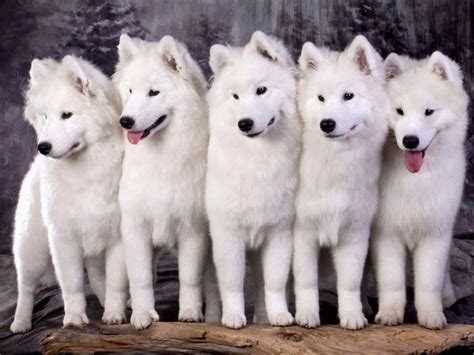 Brand new slush puppy machines for sale! Samoyed Puppies For Sale Colorado | Top Dog Information