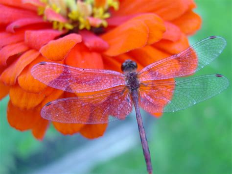 Dragonfly Fly Quotes Quotesgram