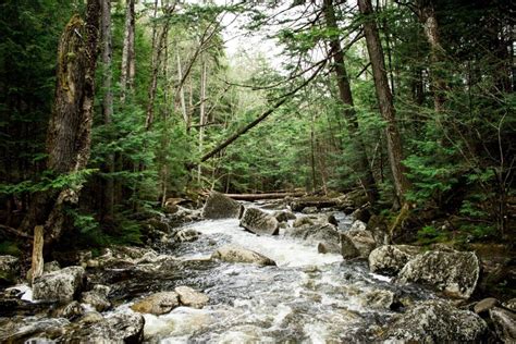 Free Picture Stream Moss Landscape Wood Creek River Nature Water