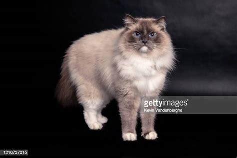 Blue Mitted Ragdoll Photos And Premium High Res Pictures Getty Images