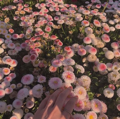 Image About Pink In Spring Aesthetic By Oh Rose In 2020 Flower
