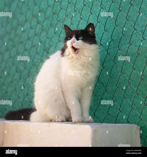 Black And White Cat Singing Chickenwire Fence Behind Him Stock Photo