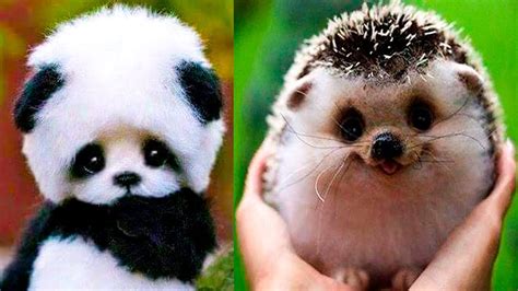Cutest Baby Animals In The World
