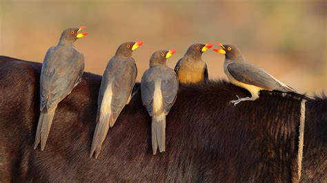 Details Yellow Billed Oxpecker Birdguides