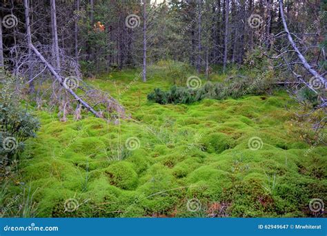 Undergrowth In Swedish Forest Stock Image Image Of Trees Plant 62949647
