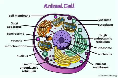 An Animal Cell Diagram With All The Parts Labeled