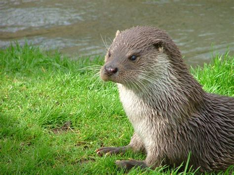 17 Fascinating Facts About Otters That You Didnt Know