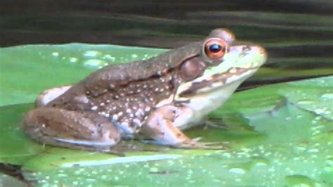 Frog On A Lily Pad Youtube