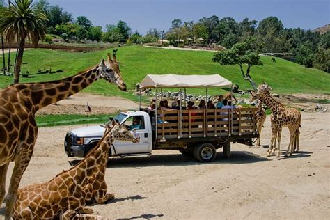 Giraffes San Diego Safari Park San Diego Zoo Safari Park San Diego