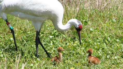 Video Endangered Whooping Crane Chicks Hatch At White Oak Wjct News