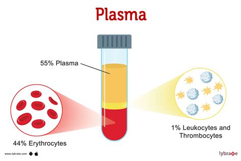 Plasma Human Anatomy Picture Functions Diseases And Treatments