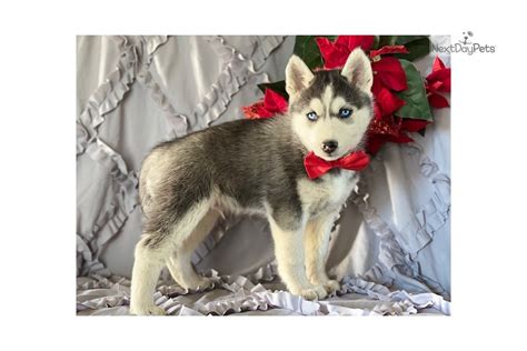 Max Siberian Husky Puppy For Sale Near Lancaster Pennsylvania