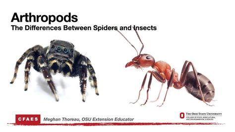 Arthropods The Differences Between Spiders And Insects Youtube
