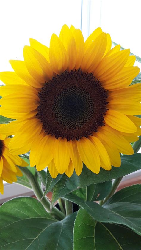 Sunflower | Sunflower pictures, Sunflower wallpaper, Sunflower images