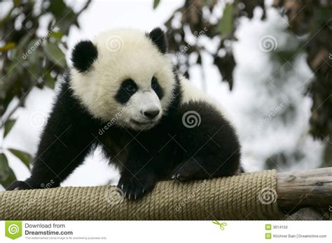 Giant Panda Cub Stock Photo Image 3614150