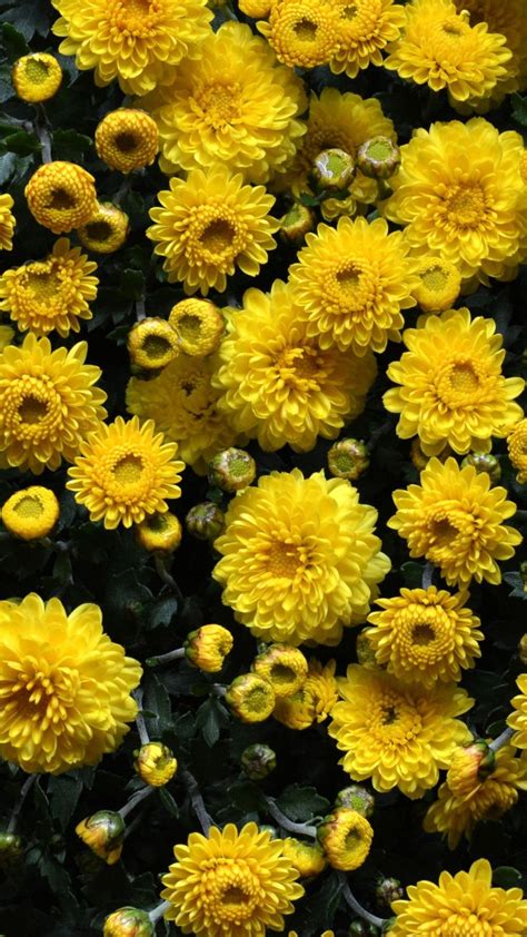 Yellow Flowers Iphone Wallpapers For Iphone Is 4k