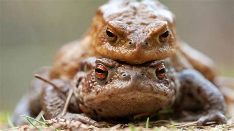 Hilarious Pictures Of Clumsy Toad Trying To Mate Show How Not To Get