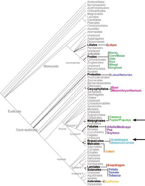 Angiosperm Phylogeny Showing The Eurosid Clade Containing Populus And