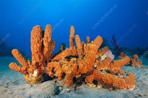 Tube Sponges In Coral Reef Stock Image C0318716 Science Photo