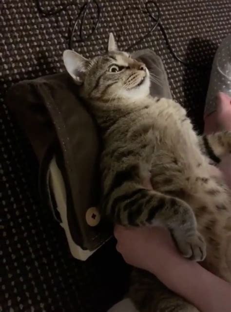 Massage Cat Tumbex