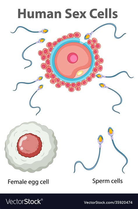 Diagram Showing Human Sex Cells On White Vector Image