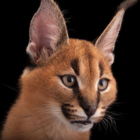 Caracal This Caracal Wants To Shower Some Love Its Companion Isn T