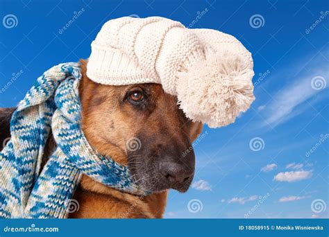 German Shephard Dog Wearing Hat And Scarf Stock Image Image Of