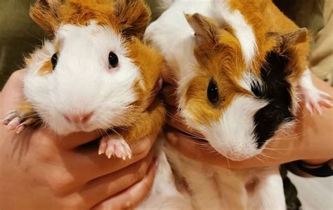 Guinea Pig Small And Furry Adopted 4 Years 7 Months Custard And Oreo