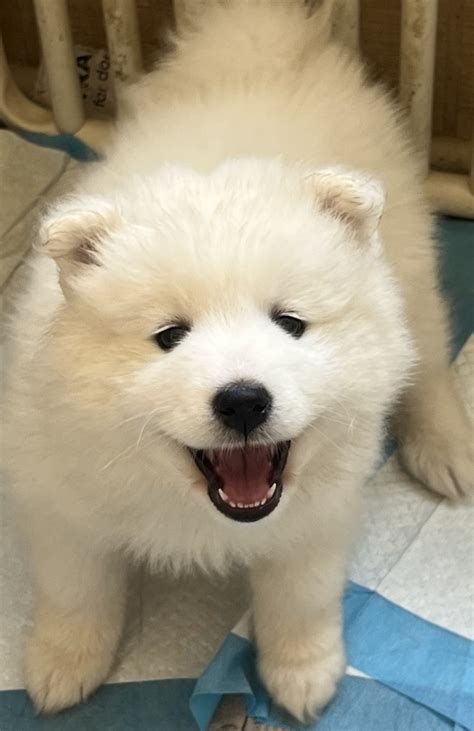 Samoyed Puppies For Sale Severna Park Md