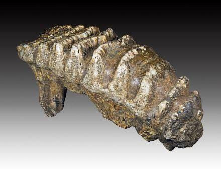 Stegodon: An Extinct Elephant-Like Animal | by Husain Shabbar Naqvi