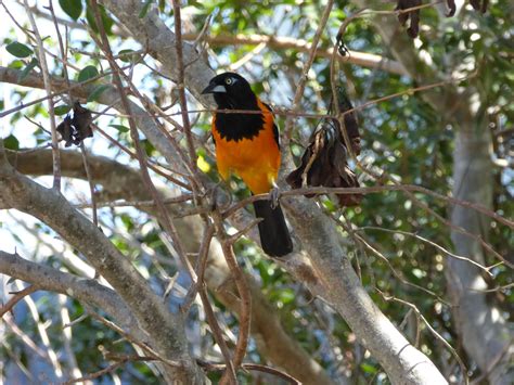 The Venezuelan Troupial Bird Is Seen A Lot On Curacao Venezuelan The