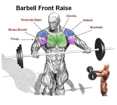 Barbell Front Raises Workout Chart Gym Workout Tips Fit Board