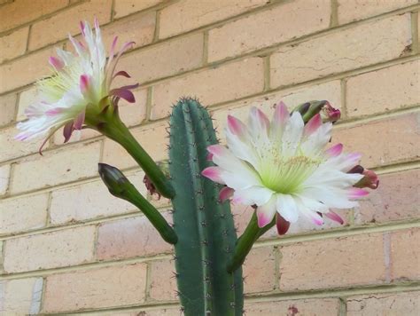 How To Grow And Propagate Flowering Cactus Plants Dengarden