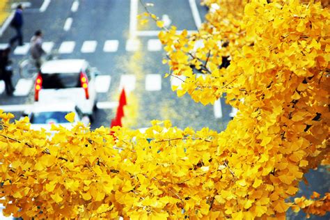 Chinese Ginkgo Tree Is A Symbol Of Autumn And Long Life Worldtoure