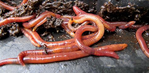 Compost Worms Crabchick Flickr