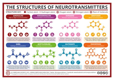 A Simple Guide To Neurotransmitters Compound Interest