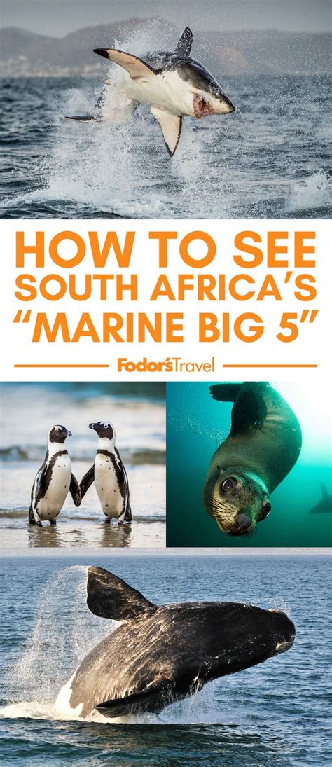 South Africa Travel Big 5 Travel Bugs Marine Life Under The Sea