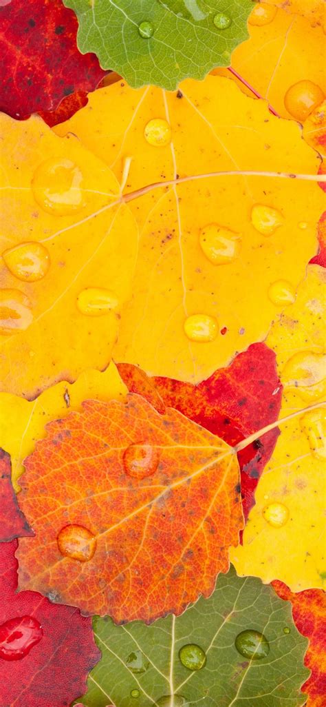 Download Wallpaper 1125x2436 Autumn Drops Macro Leaves Iphone X