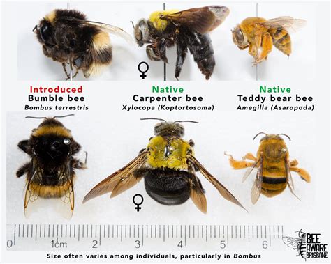 Do Australian Carpenter Bees Make Honey Picture Of Carpenter