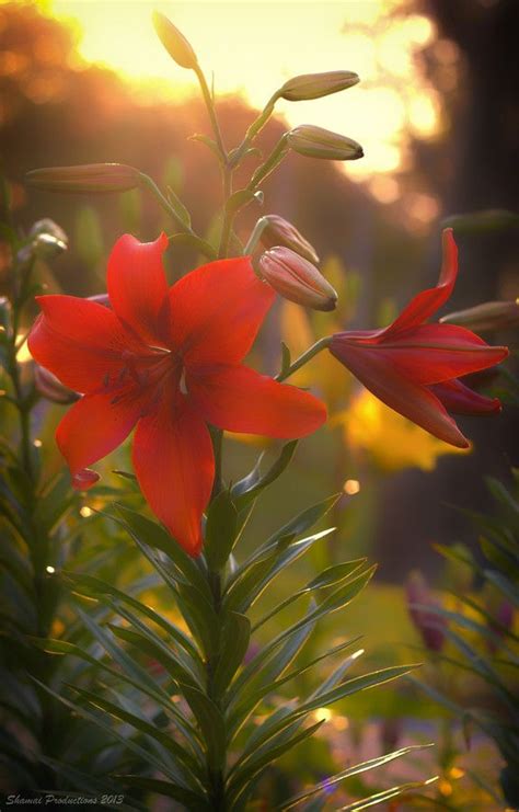 500px Photo Sunset Lilies By Miguel Martinez Amazing Flowers
