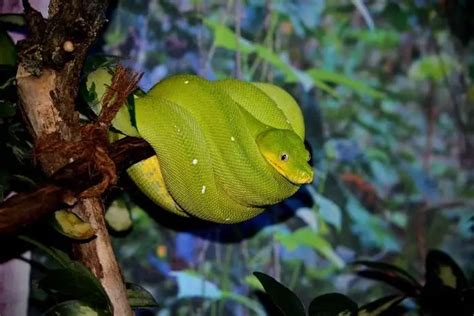 Green Tree Python Care Sheet Reptiles Cove
