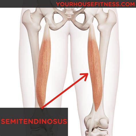 Muscle Breakdown Semitendinosus