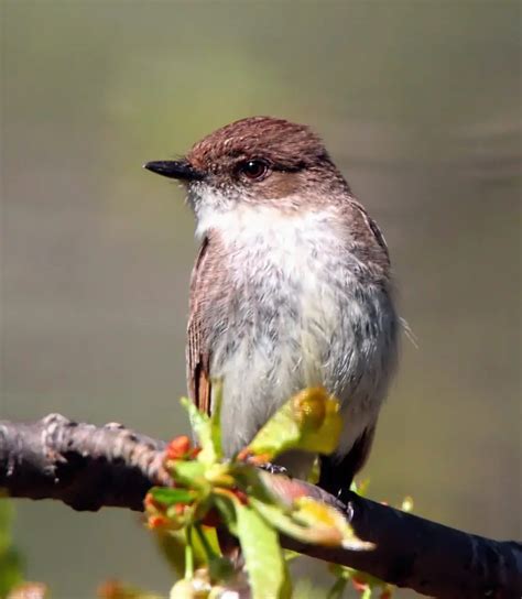 Top 28 Backyard Birds In Florida Free Identification Printable Bird
