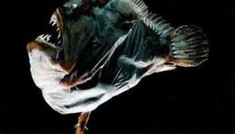 Anglerfish Physically Fuse To Their Mates And We Finally Know How That