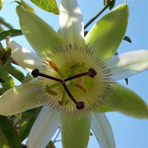 Passiflora Caerulea Blue Passion Flower Common Passion Flower Is A