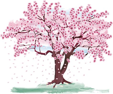 cherry blossom tree spring